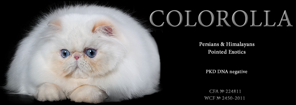 Персидские и экзотические короткошерстные котята питомника Colorolla