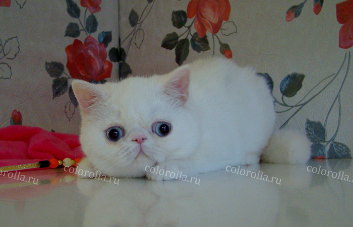 COLOROLLA AMALIA