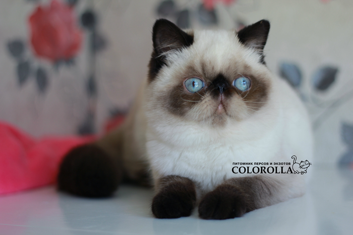 COLOROLLA'S SILVESTR
