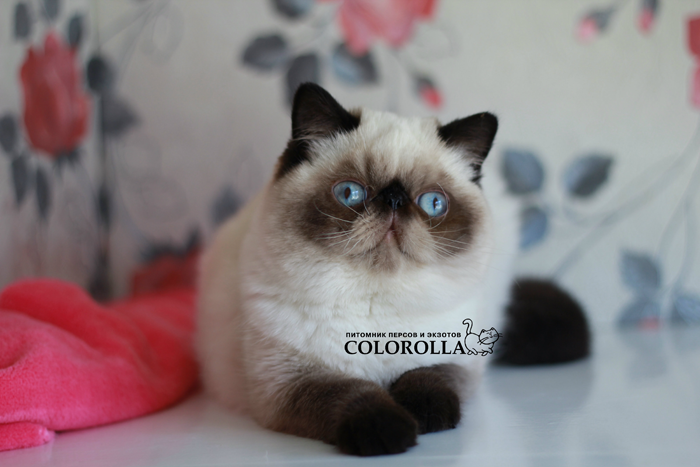COLOROLLA'S SILVESTR