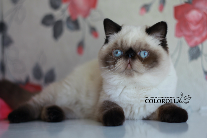 COLOROLLA'S SILVESTR