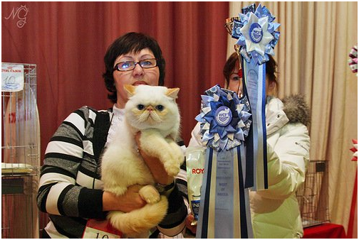 World Cat Show 2012